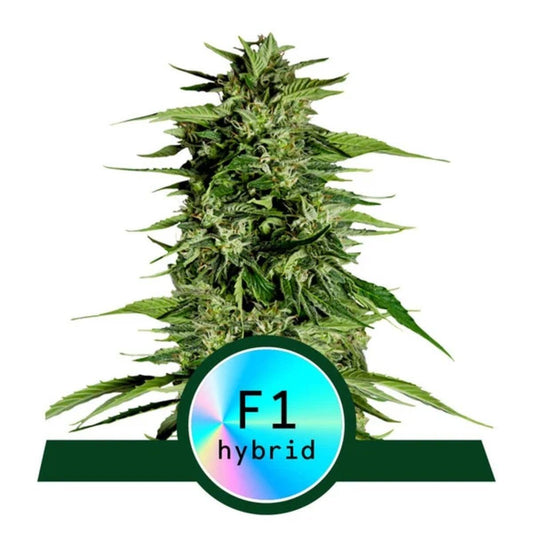 Hyperion F1 Automatic Cannabissamen