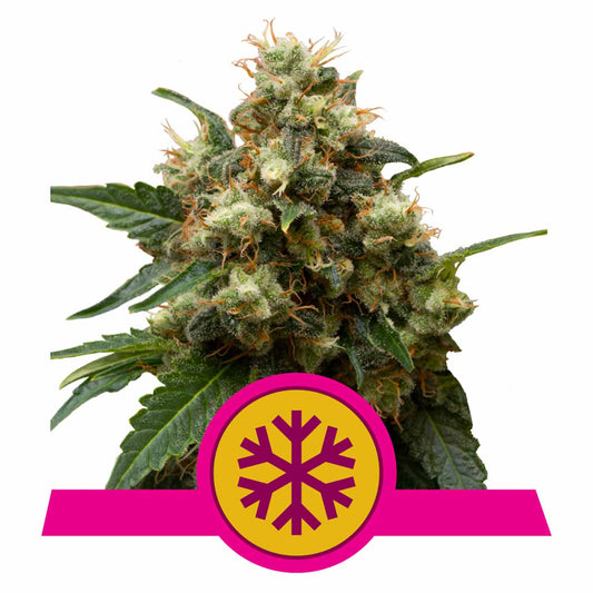 Ice feminisierte Cannabissamen
