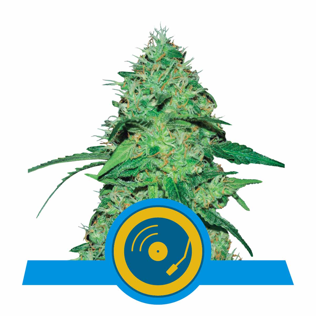 Joanne's CBD feminisierte Cannabissamen