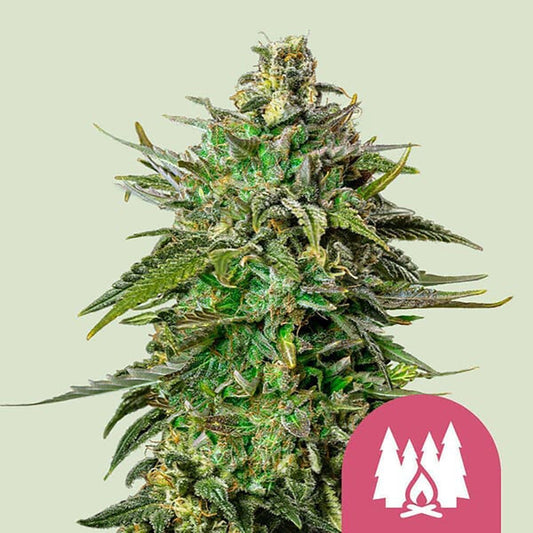 Royal Queen Seeds Larry OG Feminisierte Hanfsamen