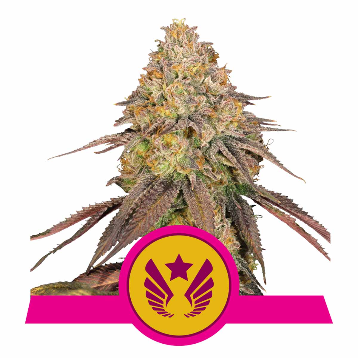 Legendary OG Punch feminisierte Cannabissamen