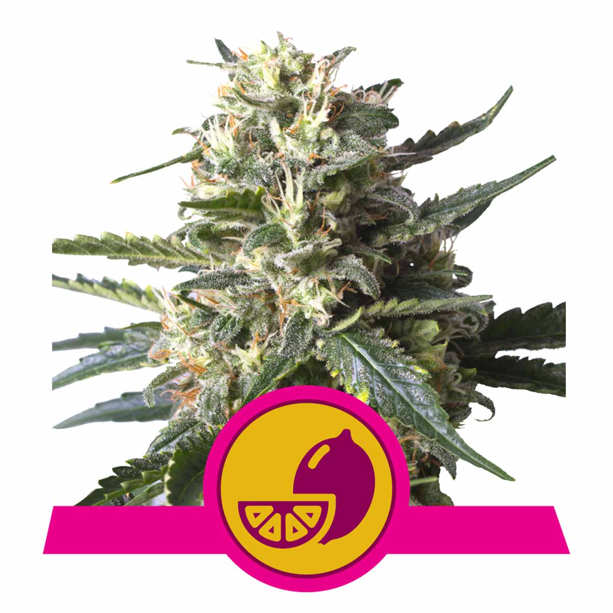 Lemon Shining Silver Haze feminisierte Cannabissamen