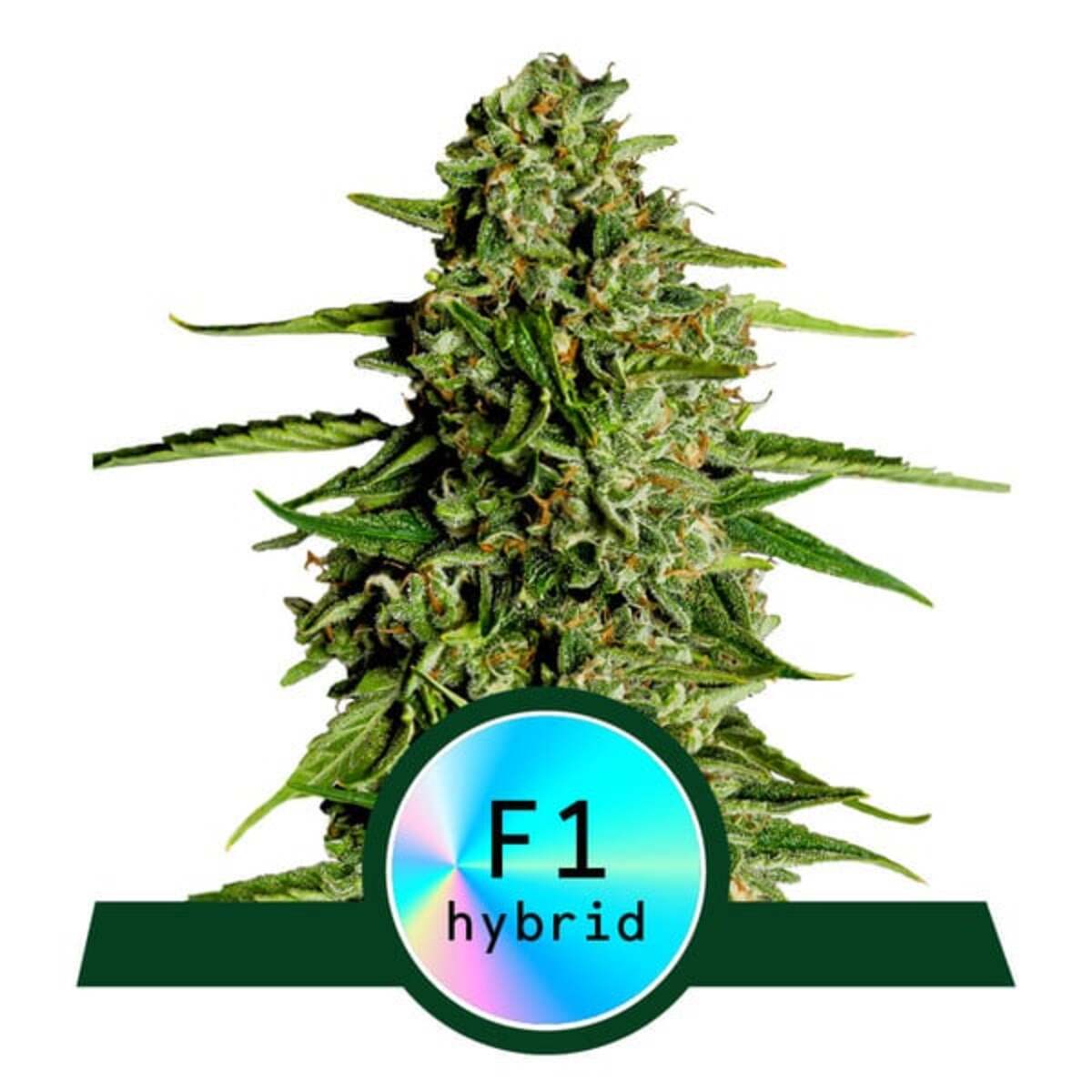 Medusa F1 Automatic Cannabissamen