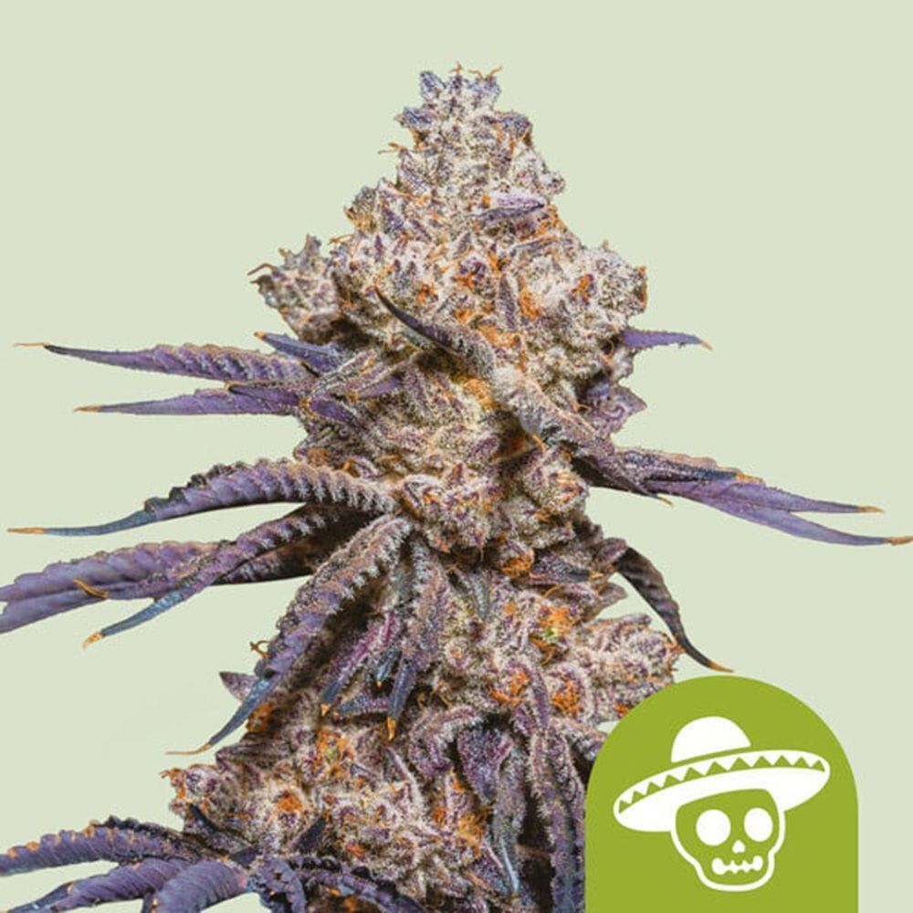 Royal Queen Seeds Mexican Rush Automatic Hanfsamen Cannabisblüte