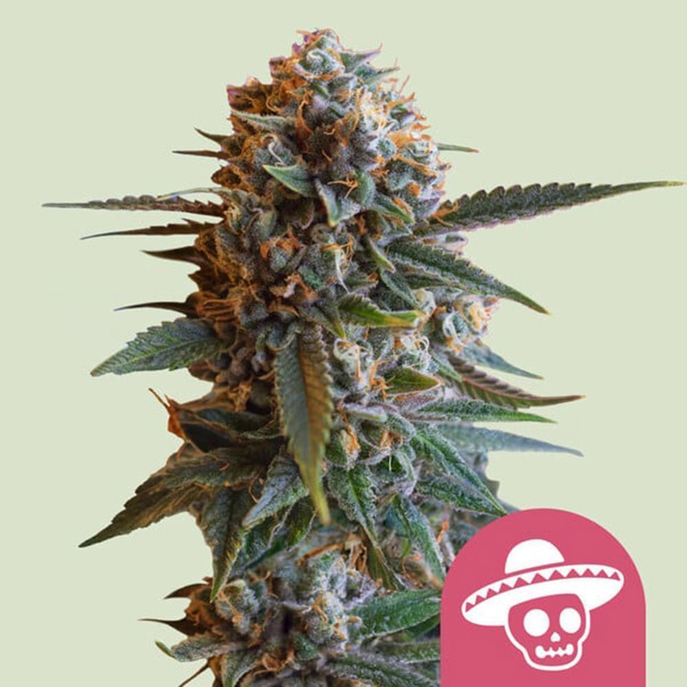 Royal Queen Seeds Mexican Rush Feminisierte Hanfsamen Cannabisblüte