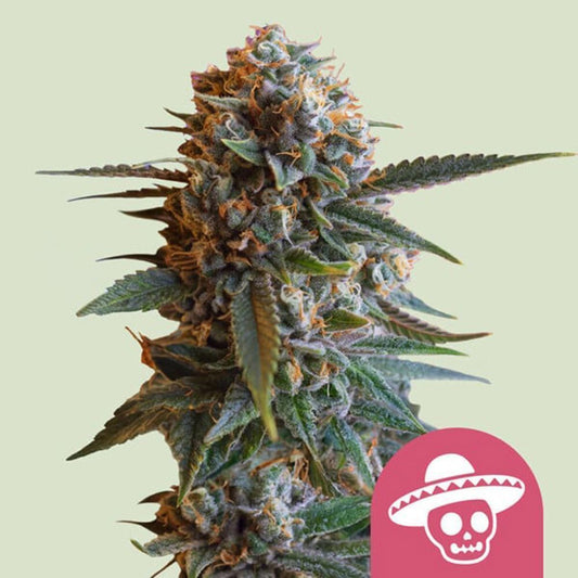 Royal Queen Seeds Mexican Rush Feminisierte Hanfsamen Cannabisblüte
