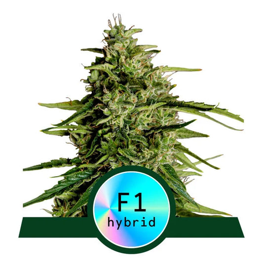 Milky Way F1 Automatic Cannabissamen