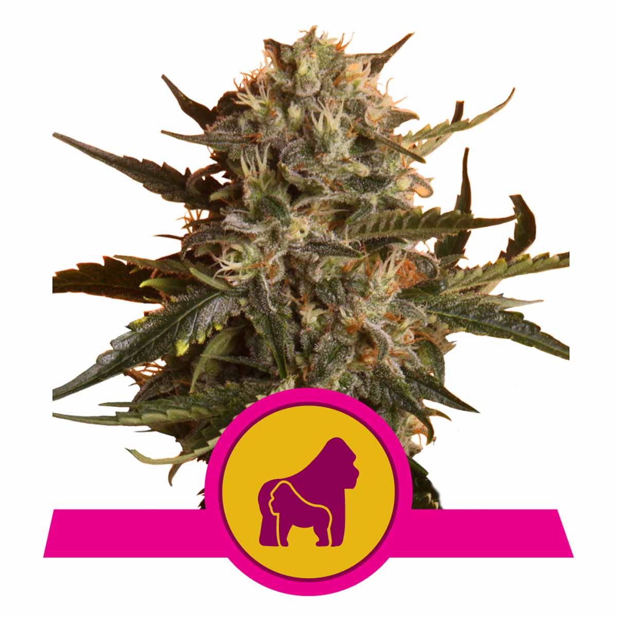 Mother Gorilla feminisierte Cannabissamen
