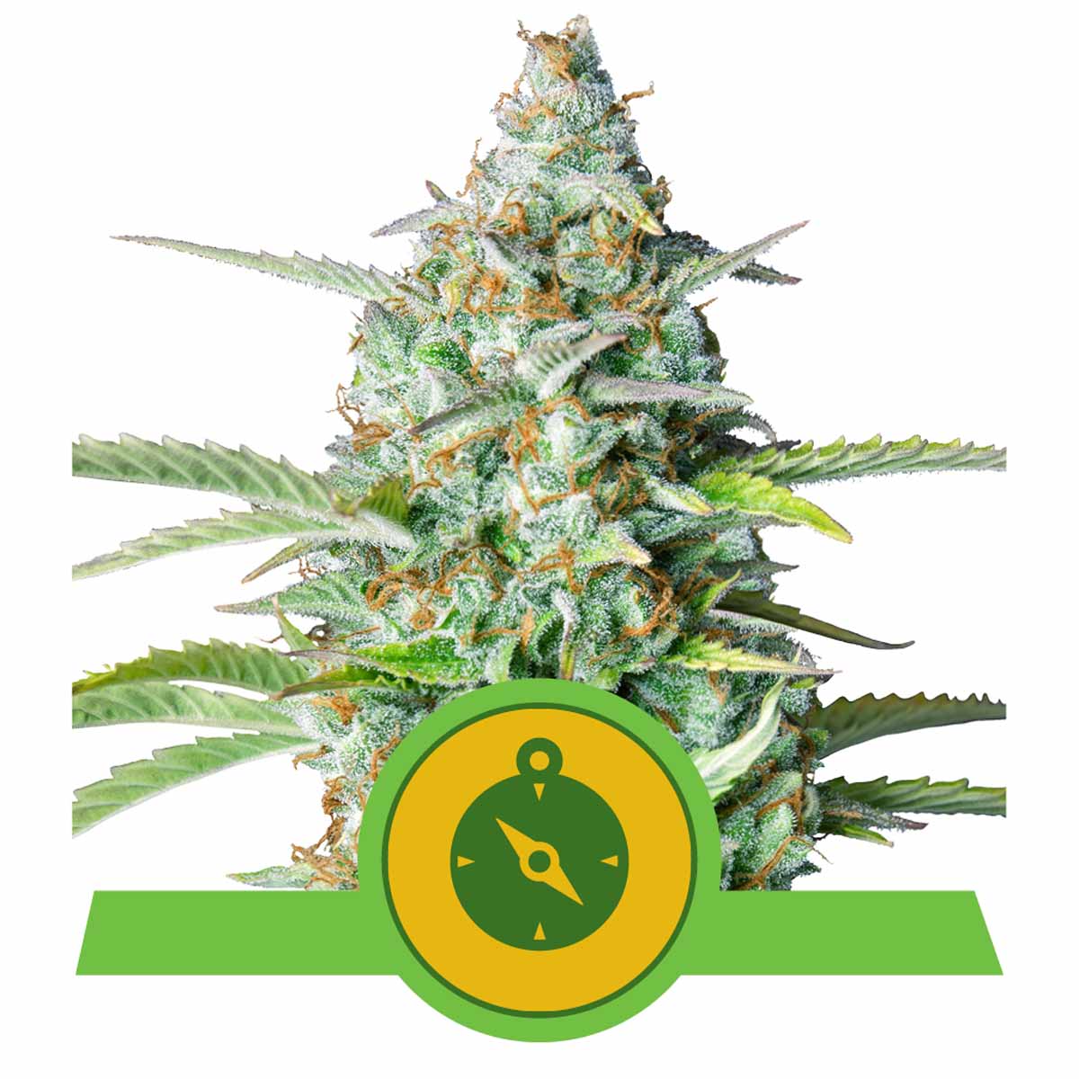 Northern Light Automatic Cannabissamen