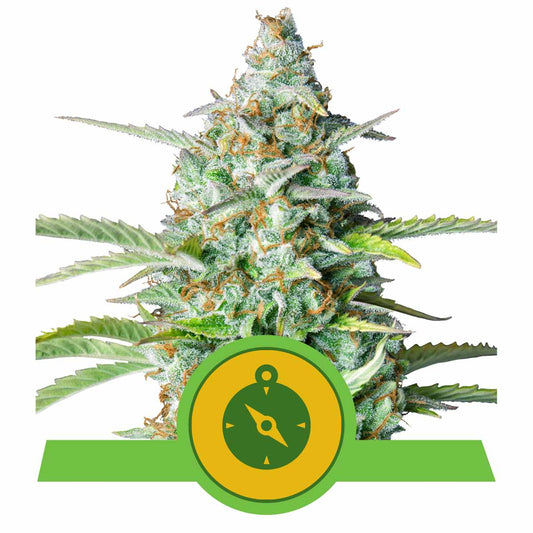 Northern Light Automatic Cannabissamen