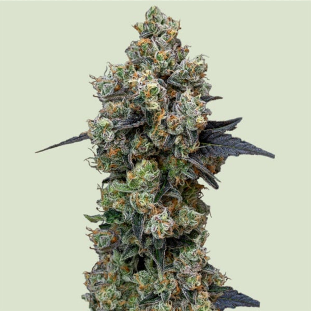 Royal Queen Seeds Orbital Banana F1 Feminisierte Cannabissamen Blüte