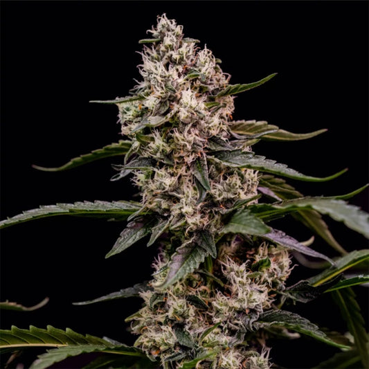 Orbital Banana F1 feminisierte Cannabissamen