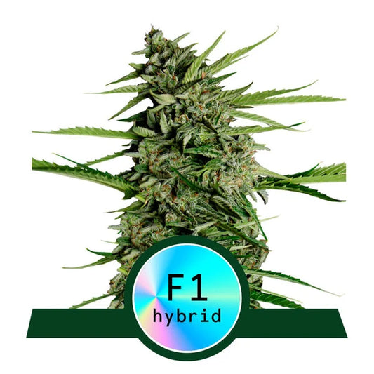 Orion F1 Automatic Cannabissamen