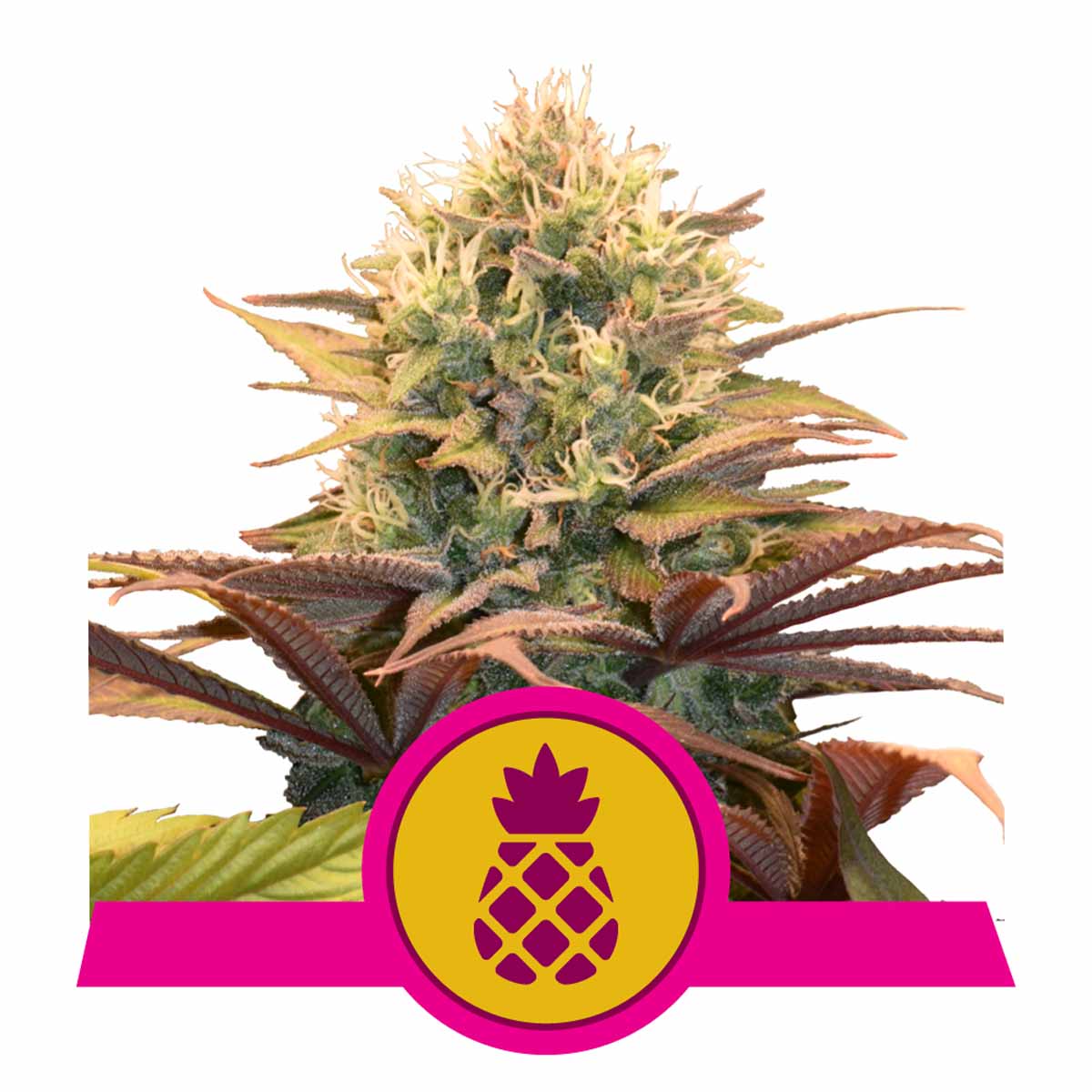 Pineapple Kush feminisierte Cannabissamen