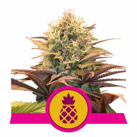 Pineapple Kush feminisierte Cannabissamen