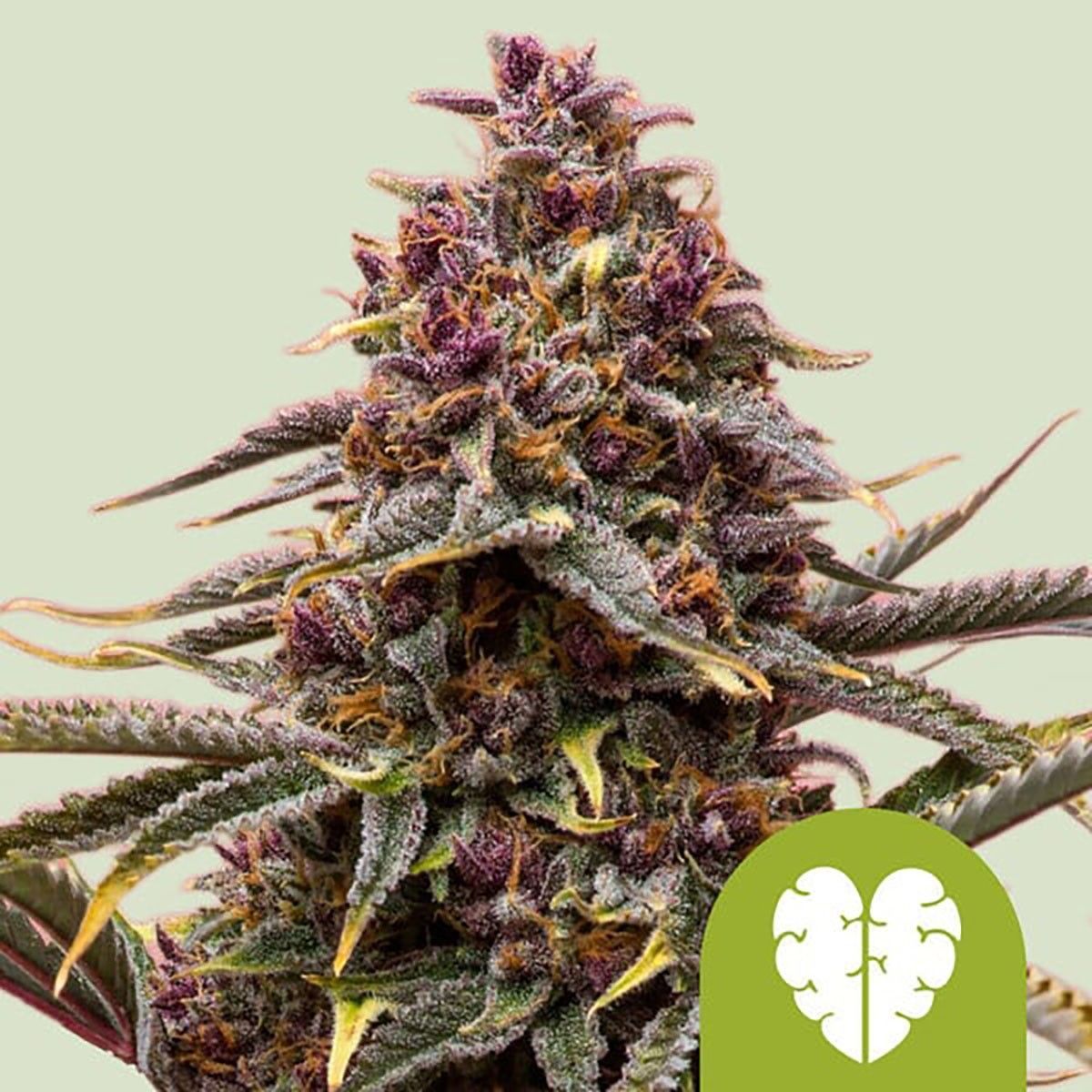 Royal Queen Seeds Pink Mist Automatic Feminisierte Hanfsamen