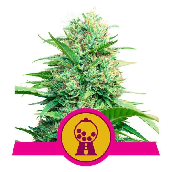 Pink Runtz feminisierte Cannabissamen