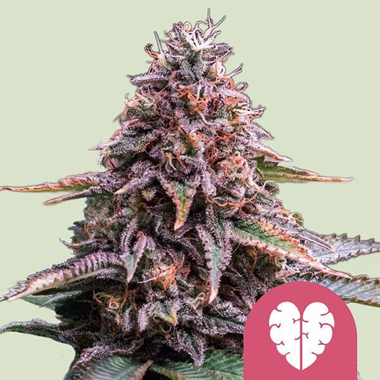Royal Queen Seeds Pink Mist Feminisierte Hanfsamen