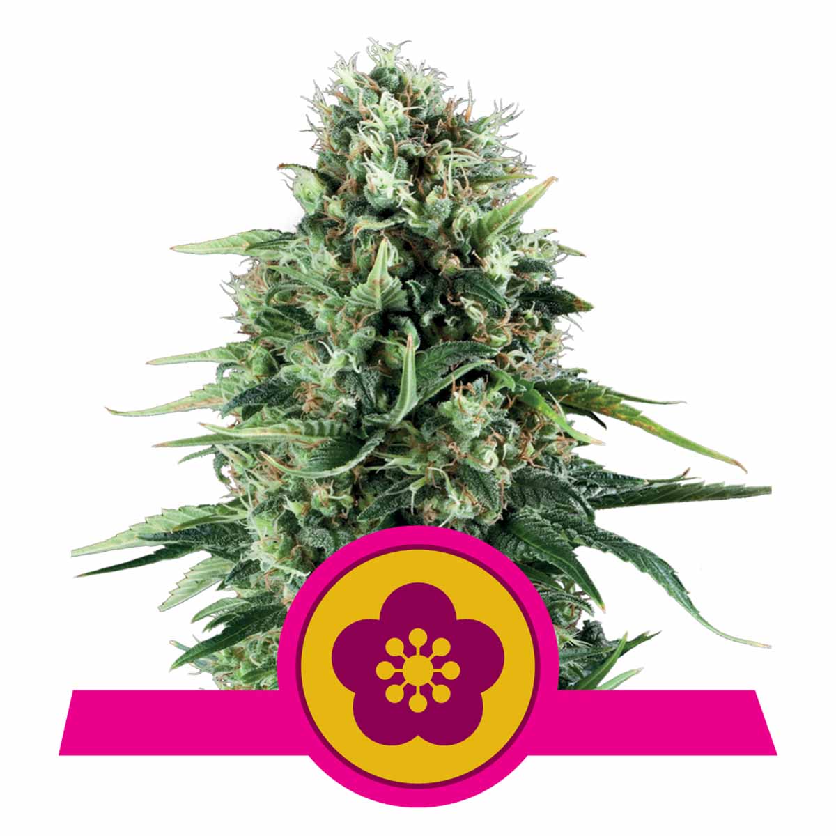 Power Flower feminisierte Cannabissamen