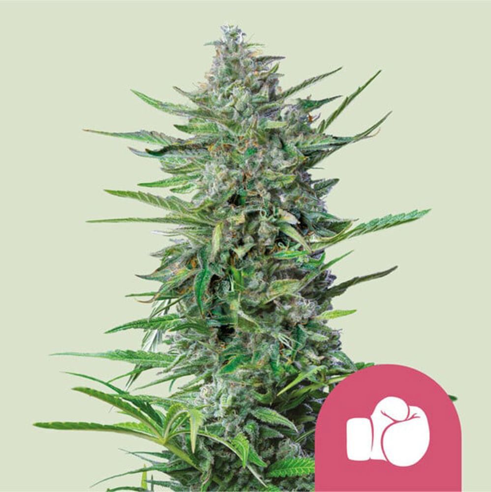 Royal Queen Seeds Purple Punch Feminisierte Hanfsamen Cannabisblüte