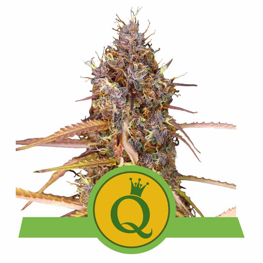 Purple Queen Automatic Cannabissamen