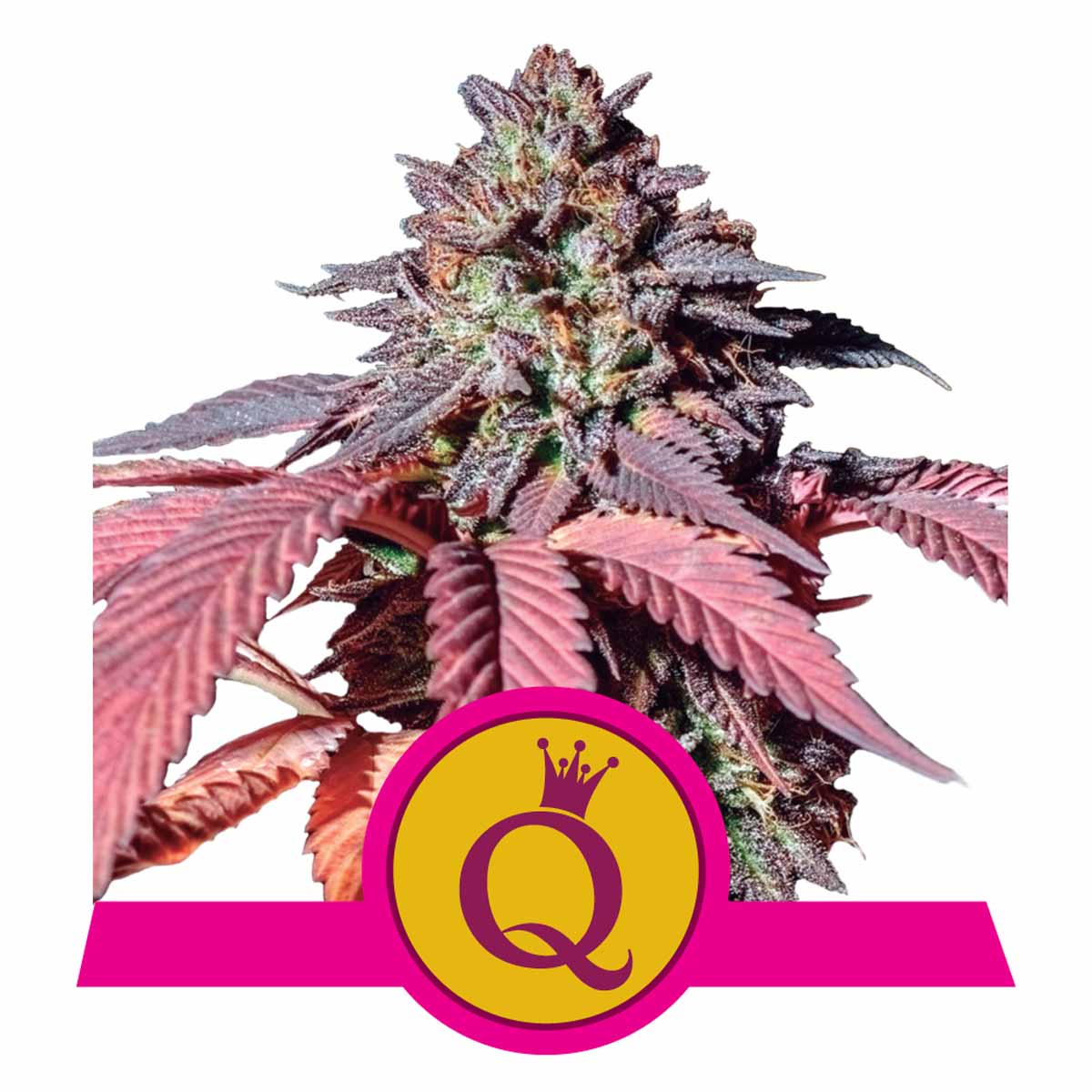 Purple Queen feminisierte Cannabissamen