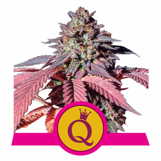 Purple Queen feminisierte Cannabissamen