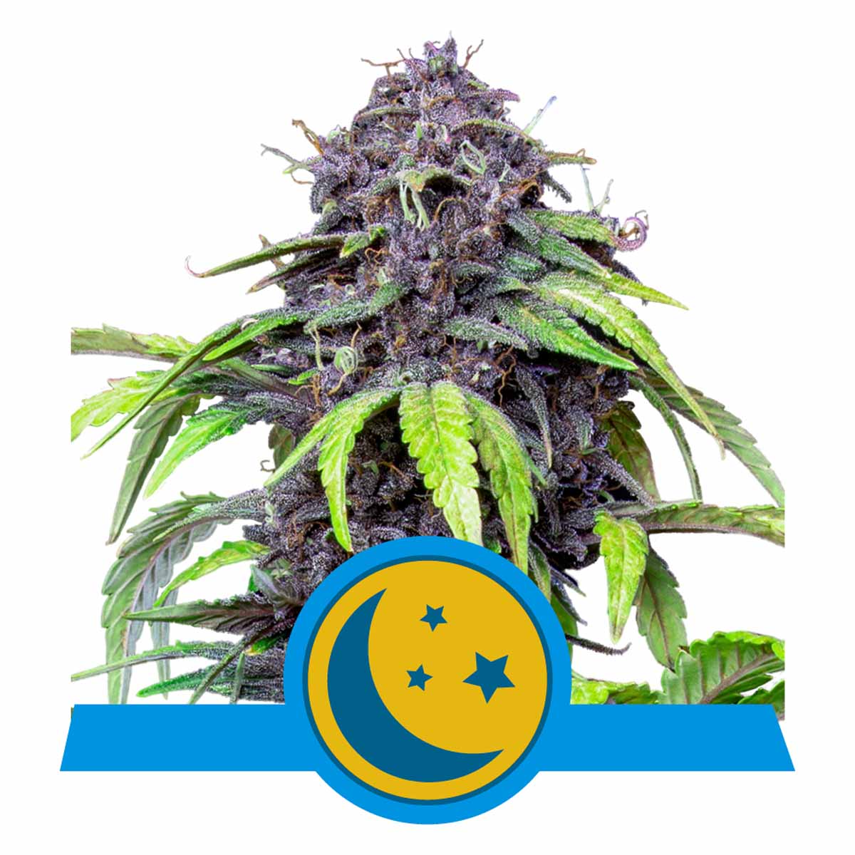 Purplematic CBD Automatic Cannabissamen