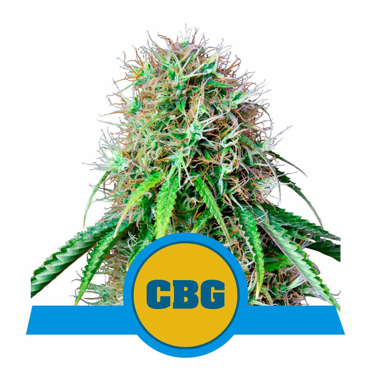 Royal CBG Automatic Cannabissamen