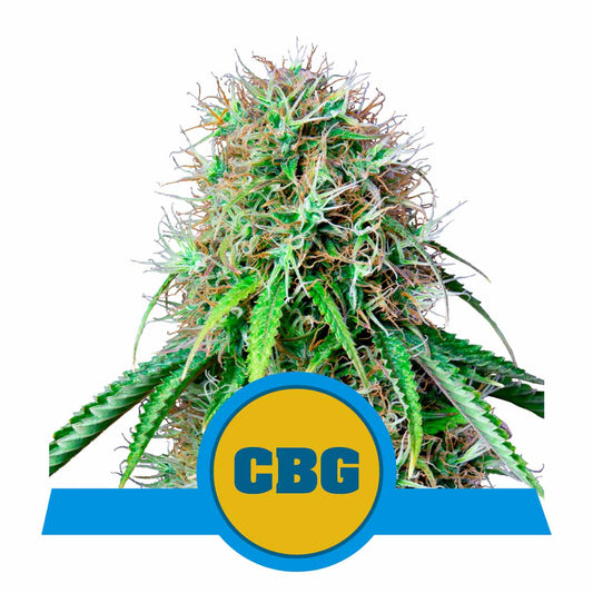 Royal CBG Automatic Cannabissamen