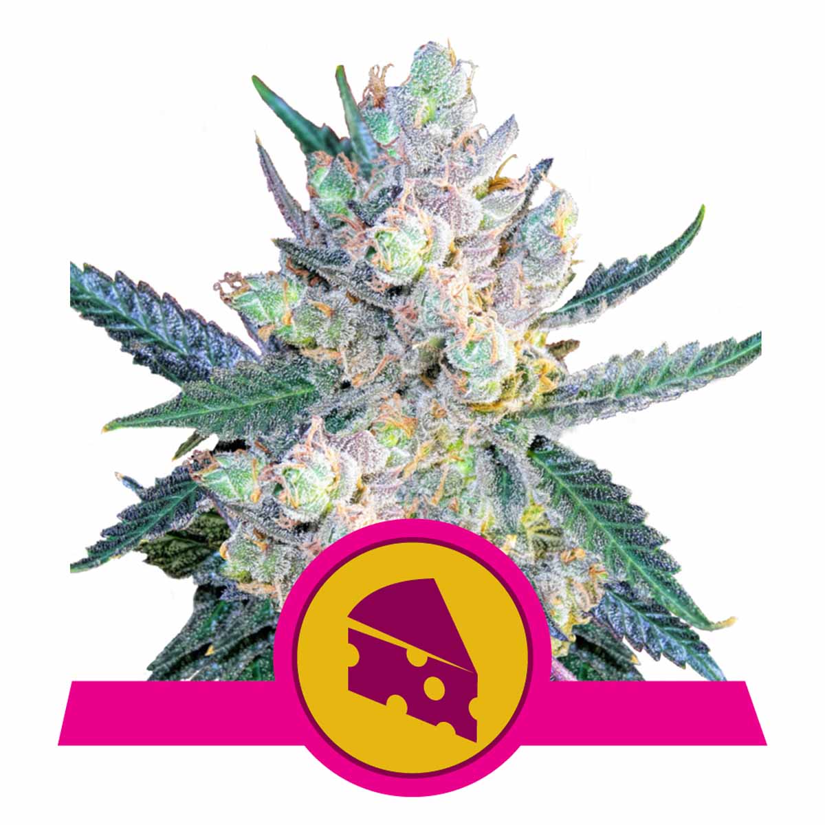 Royal Cheese FAST Version feminisierte Cannabissamen