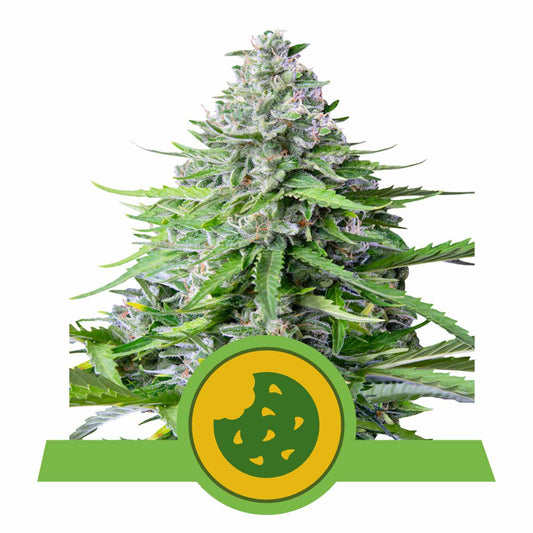 Royal Cookies Automatic Cannabissamen