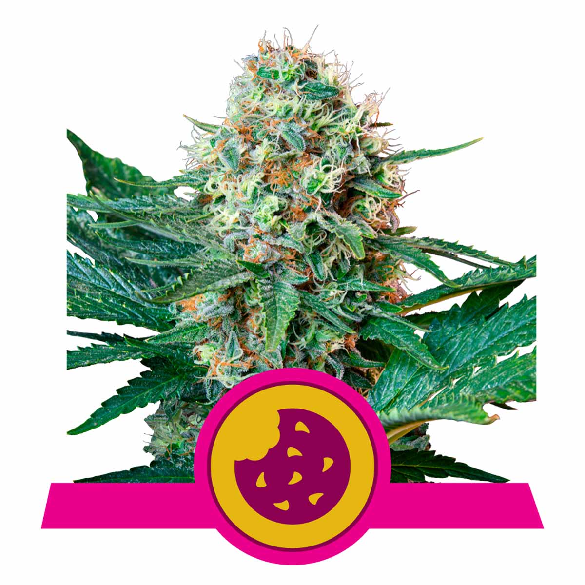 Royal Cookies feminisierte Cannabissamen