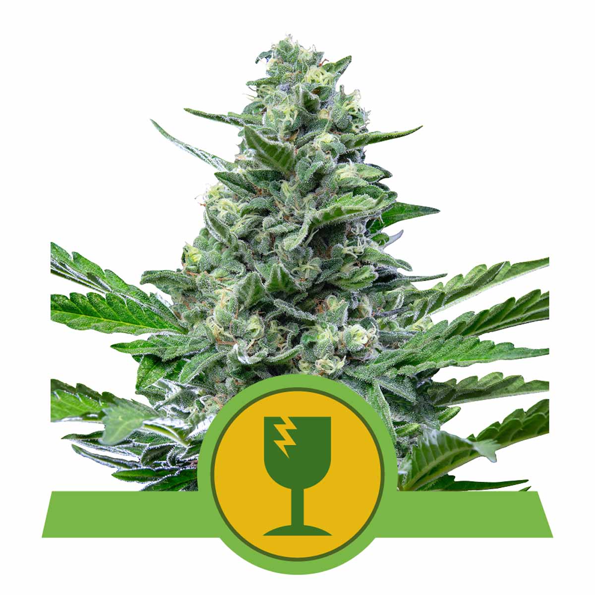 Royal Critical Automatic Cannabissamen
