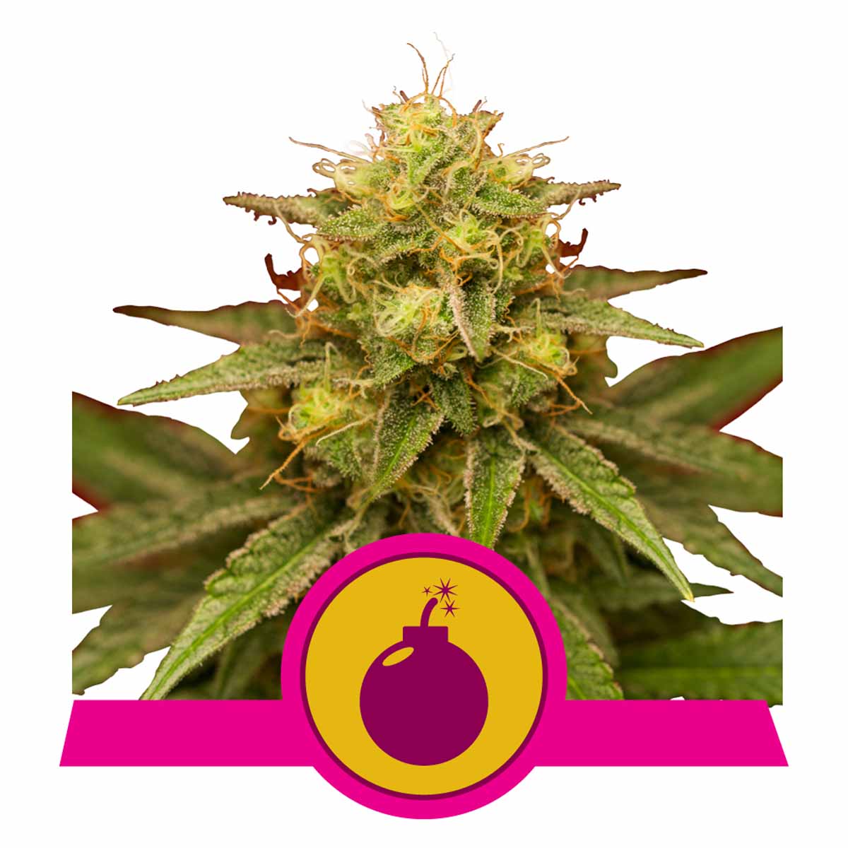 Royal Domina feminisierte Cannabissamen