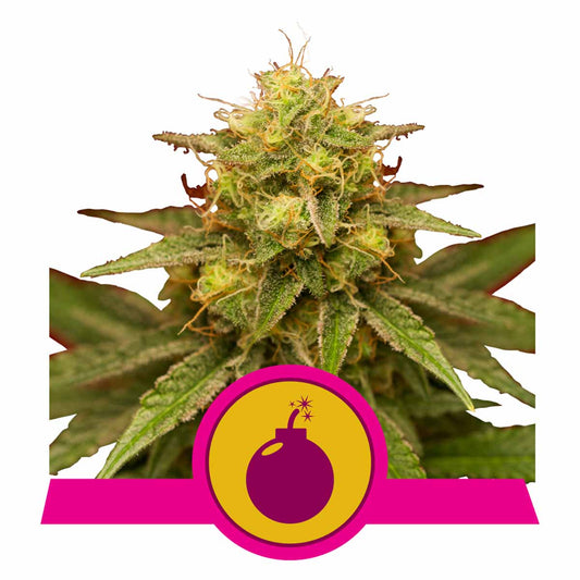 Royal Domina feminisierte Cannabissamen