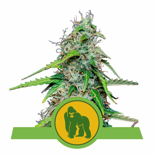 Royal Gorilla Automatic Cannabissamen