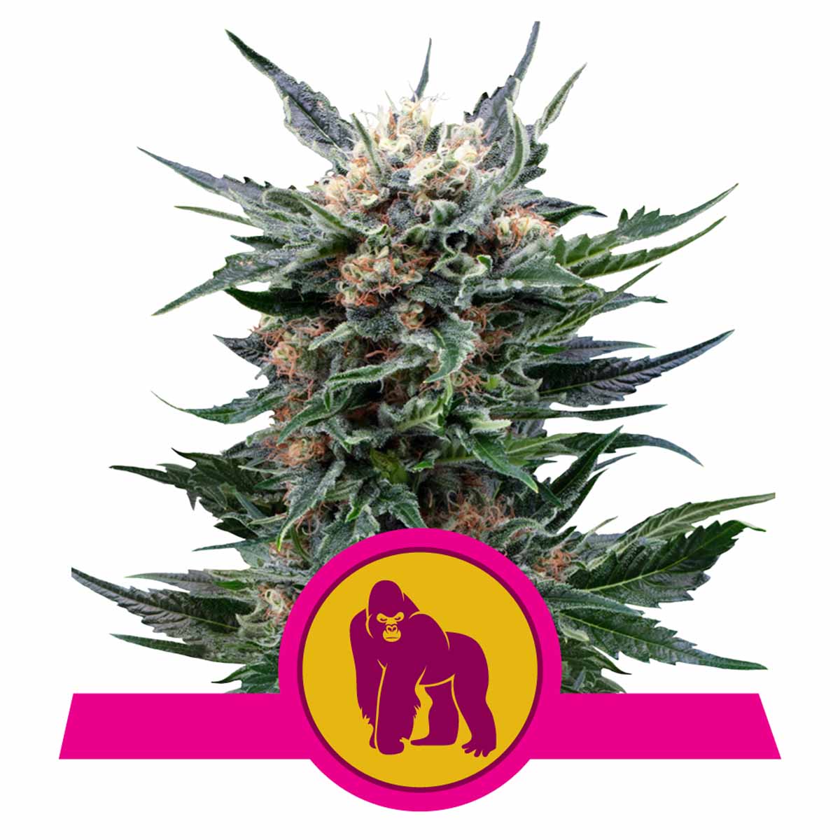 Royal Gorilla feminisierte Cannabissamen