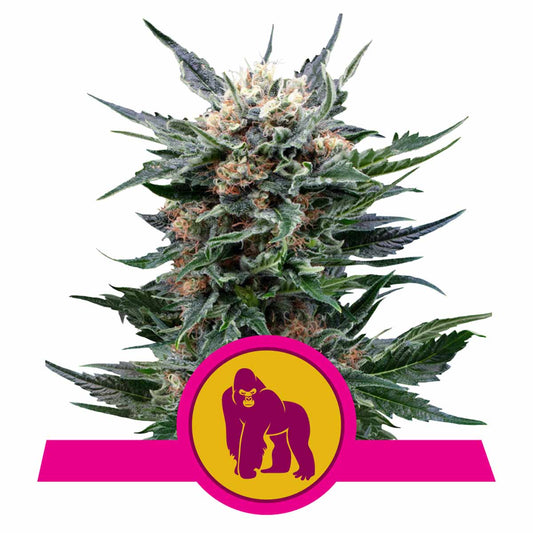 Royal Gorilla feminisierte Cannabissamen
