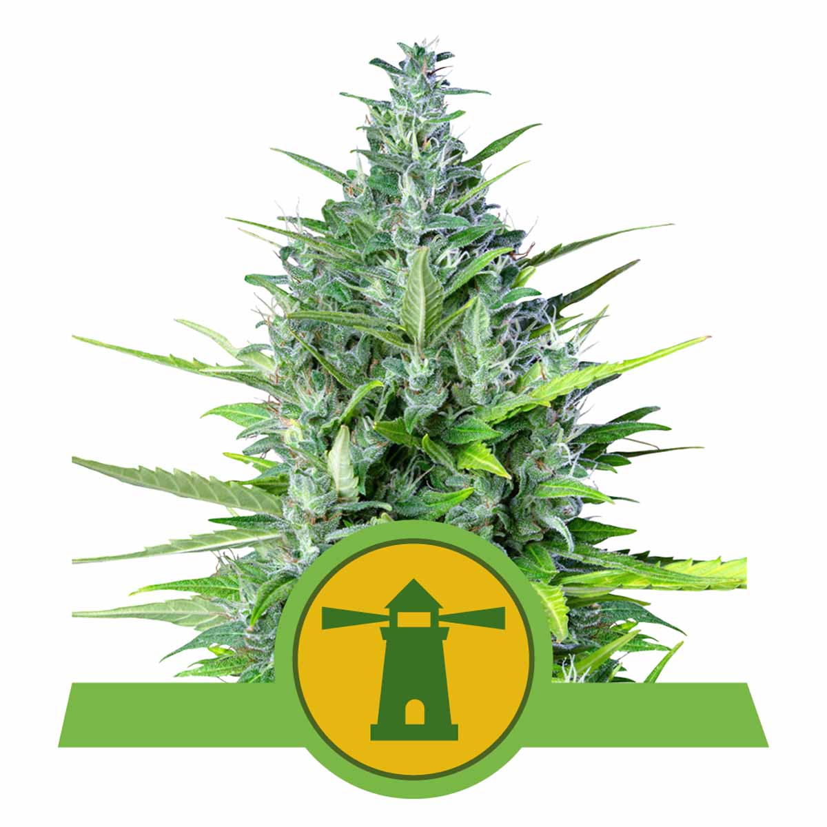 Royal Haze Automatic Cannabissamen
