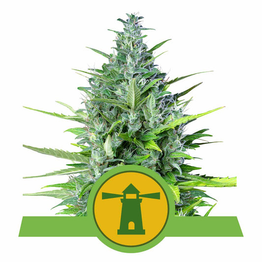 Royal Haze Automatic Cannabissamen
