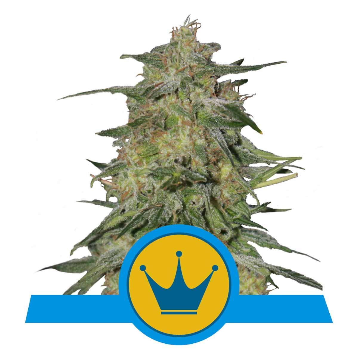 Royal Highness CBD feminisierte Cannabissamen