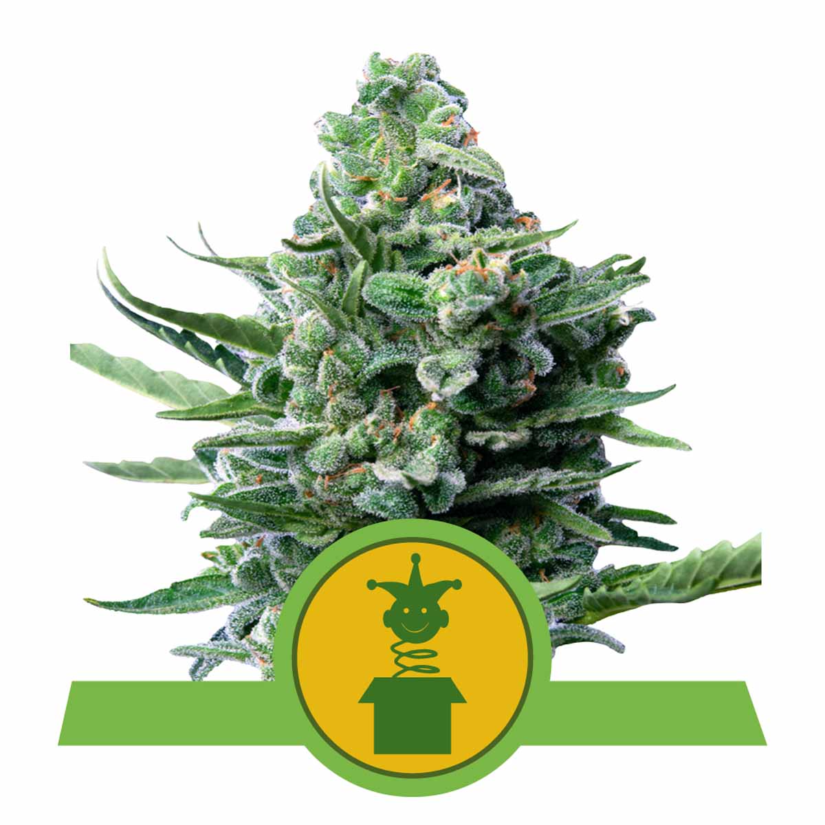 Royal Jack Automatic Cannabissamen