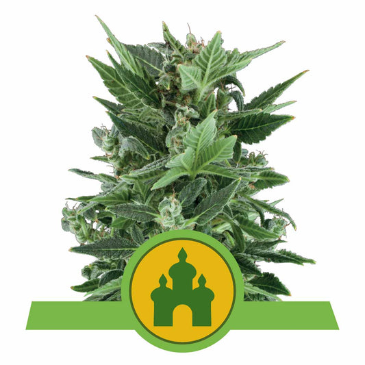 Royal Kush Automatic Cannabissamen