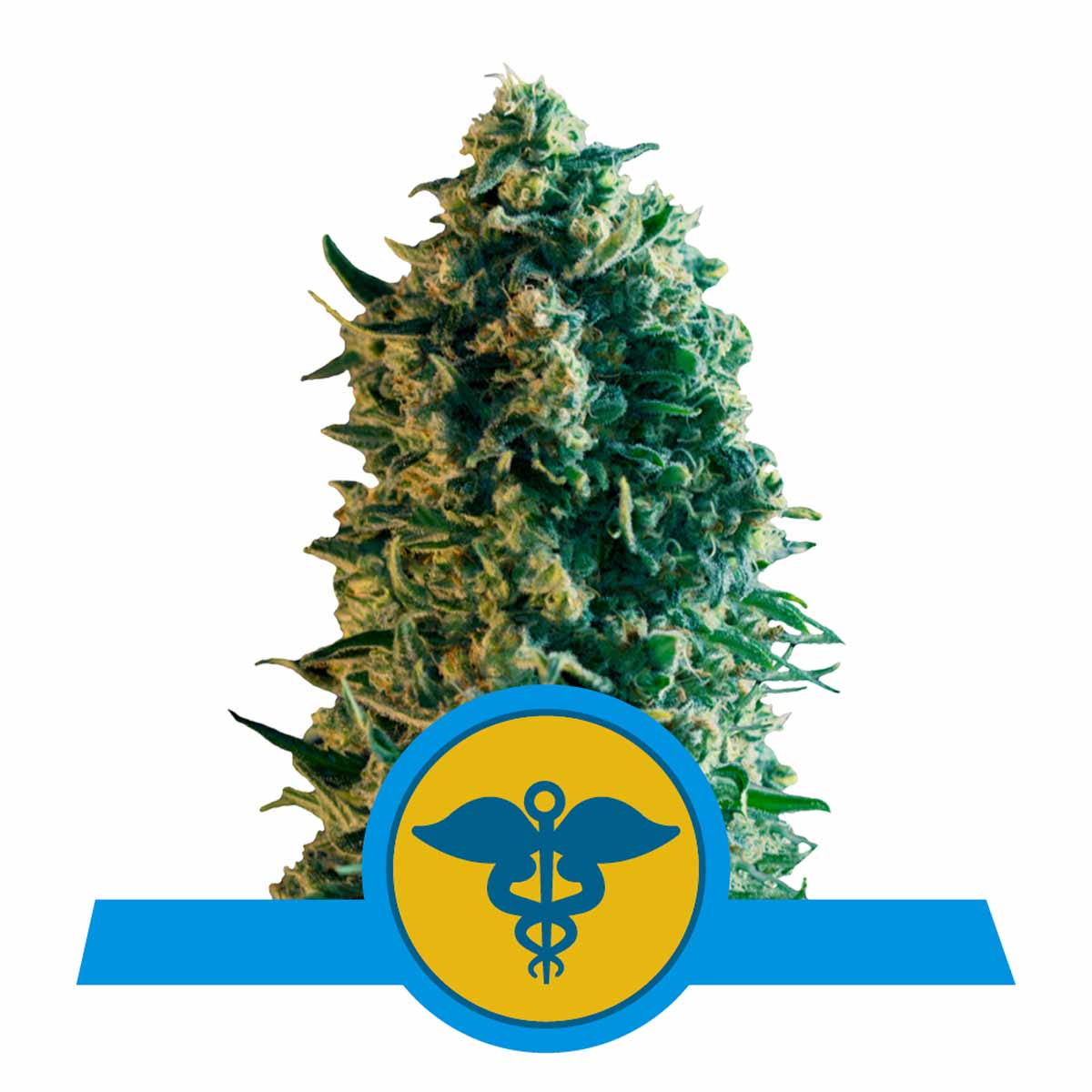 Royal Medic CBD feminisierte Cannabissamen