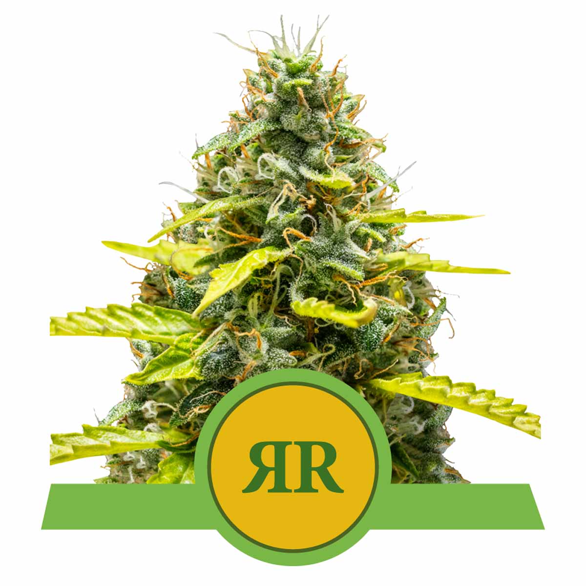 Royal Runtz Automatic Cannabissamen