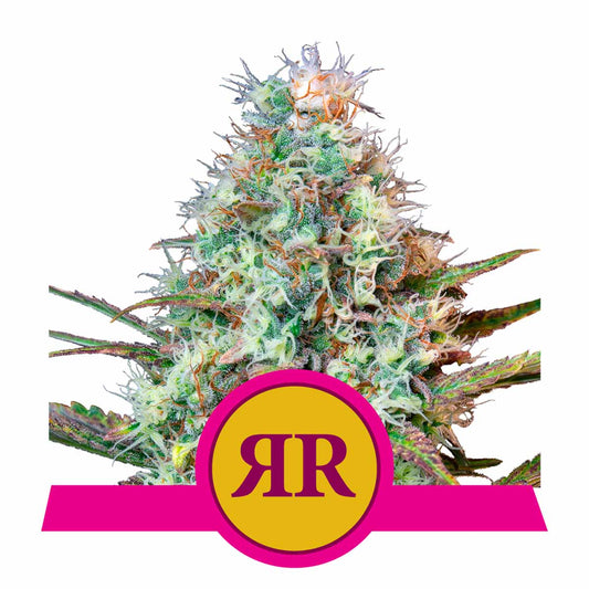Royal Runtz feminisierte Cannabissamen