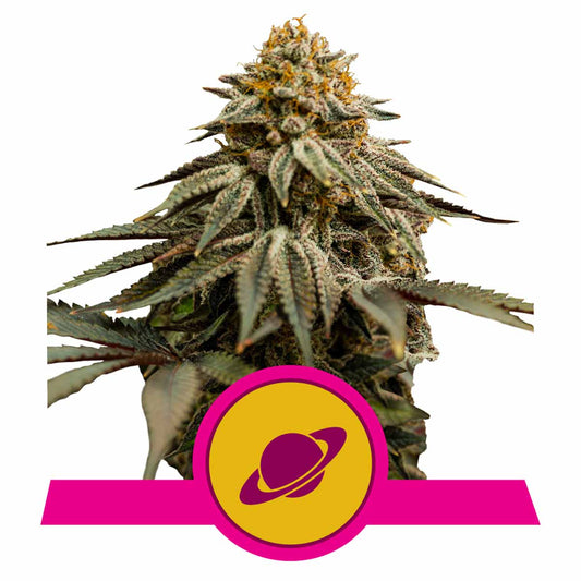 Royal Skywalker feminisierte Cannabissamen