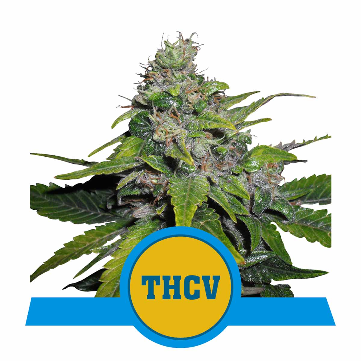 Royal THCV feminisierte Cannabissamen