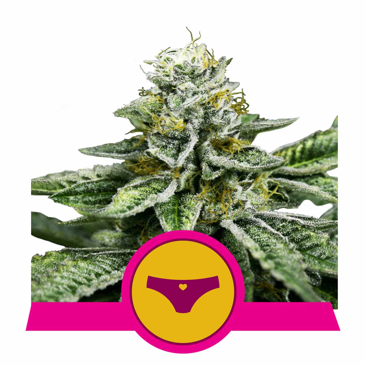 Sherbet Queen feminisierte Cannabissamen